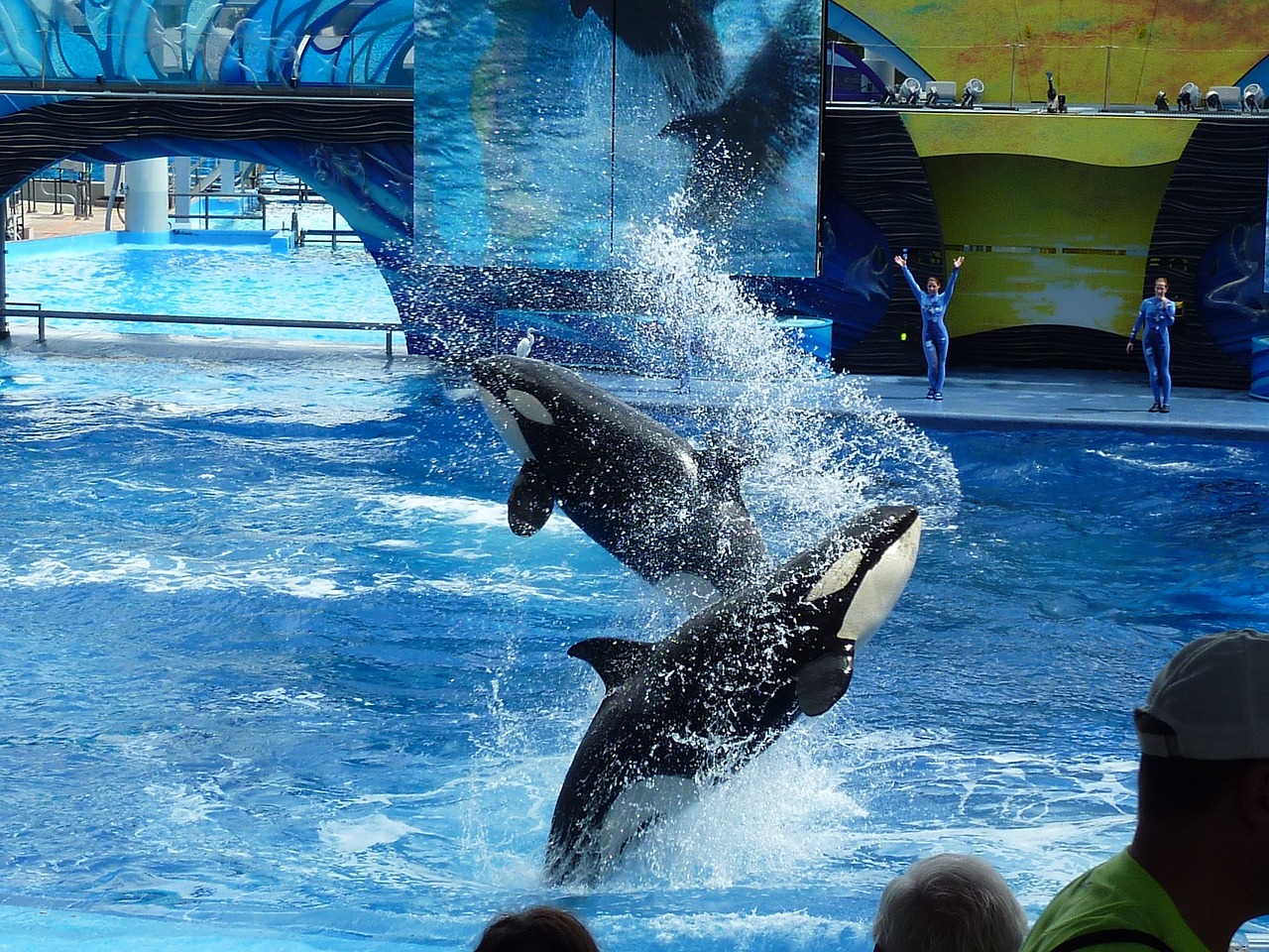 What Are My Options if I'm a Tourist and Get Injured in SeaWorld Orlando?